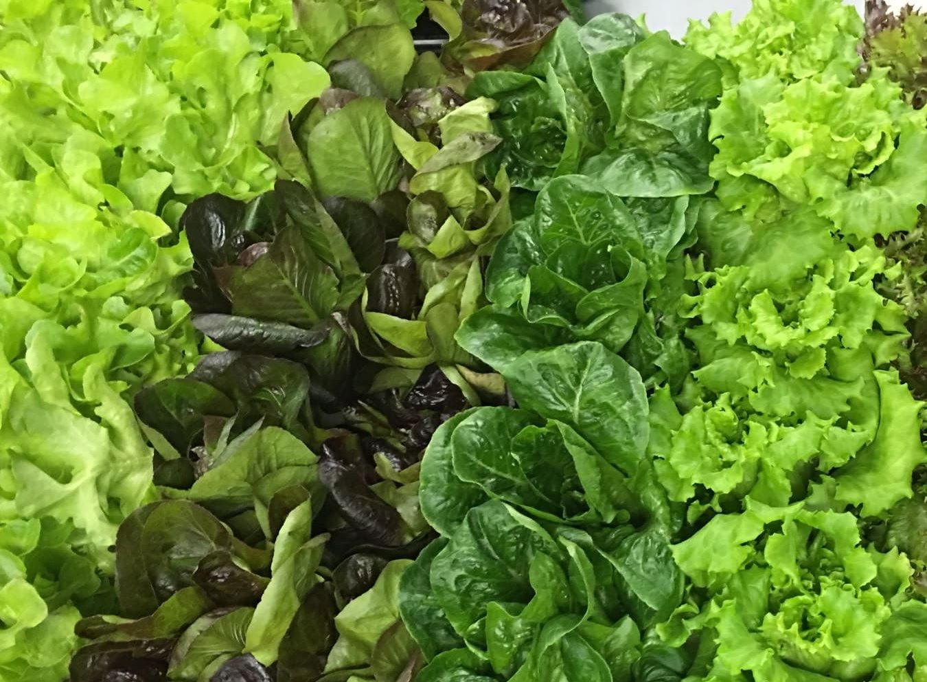 Different Types of Lettuces (1)(1)