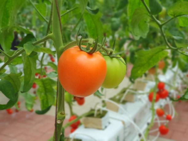 Vertical farming is sustainable agriculture for future food.